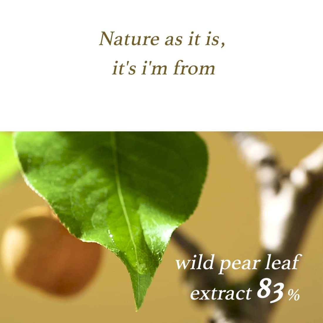 Revitalising Wild Pear Leaf Serum (50ml) | I'm From