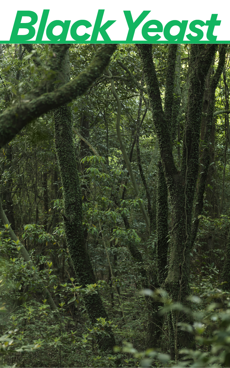 Mousse de rasage nettoyante revitalisante à la levure noire (150 g) | innisfree