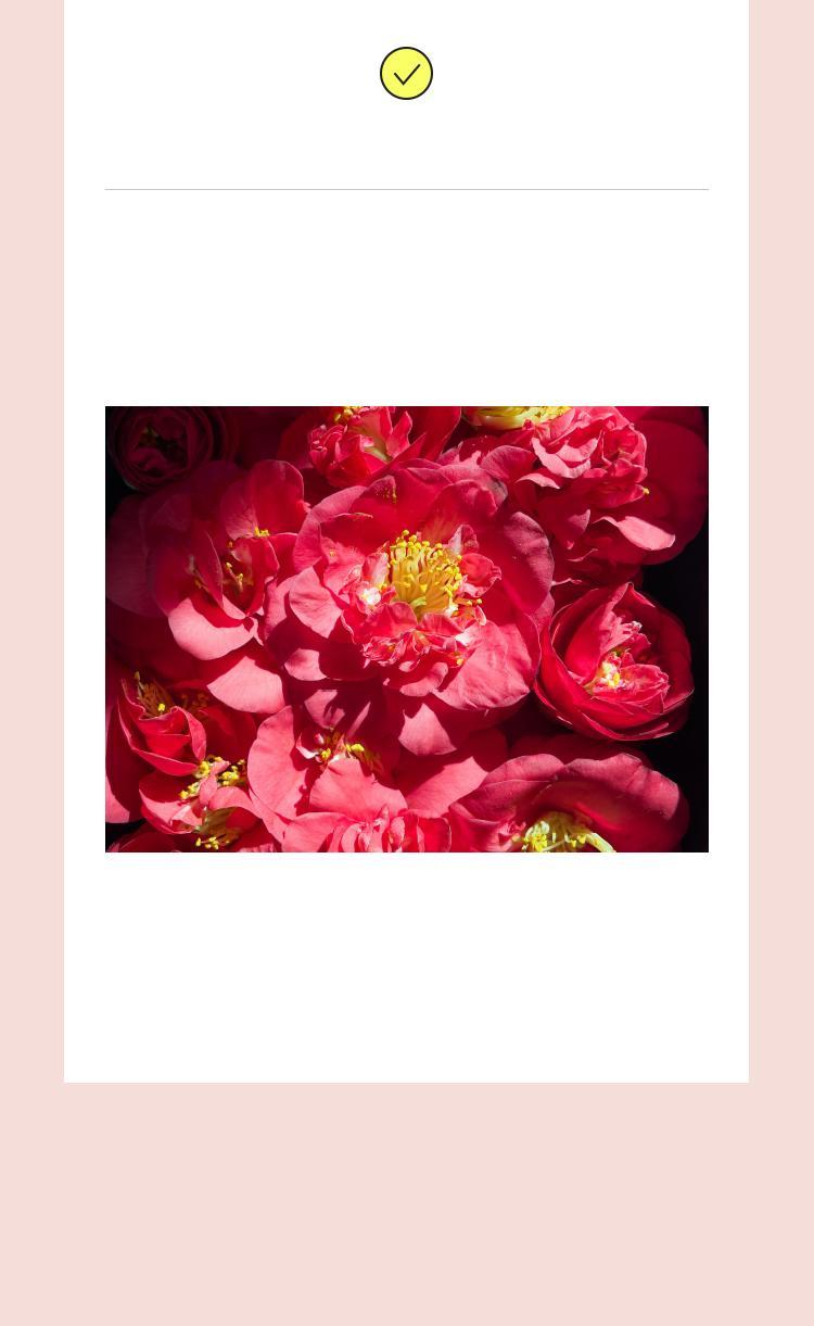 Revitalising Camellia Saponin Skin Lift Softener (200ml) | Mamonde