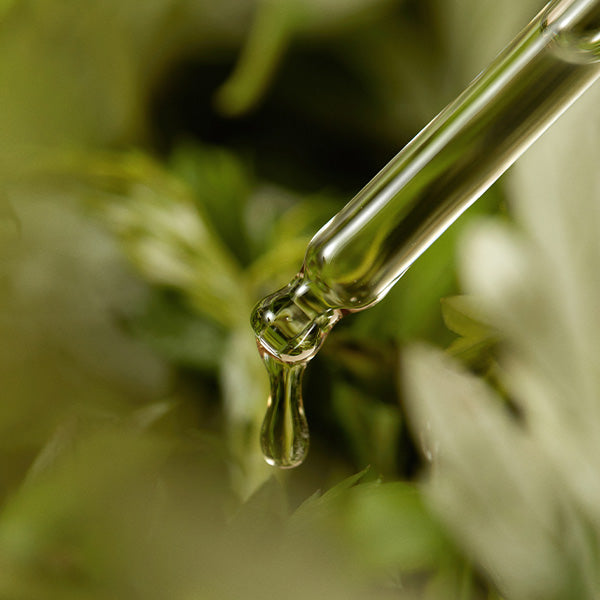 Mugwort Luxe Hydration Serum (30ml) | I'm From