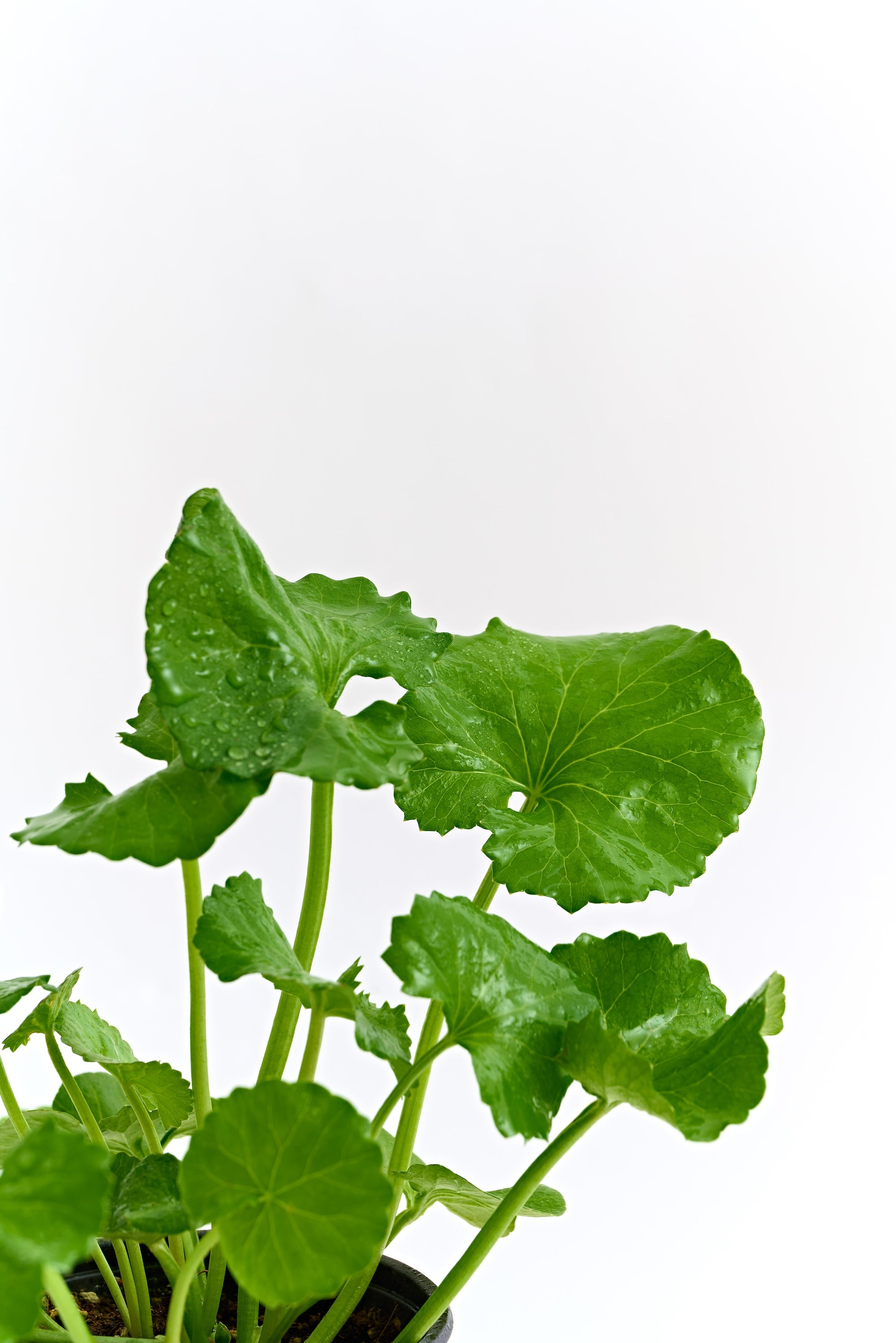 Energy Active Serum EX 50ml | 3W8L